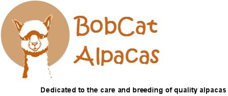 BobCat Alpacas
