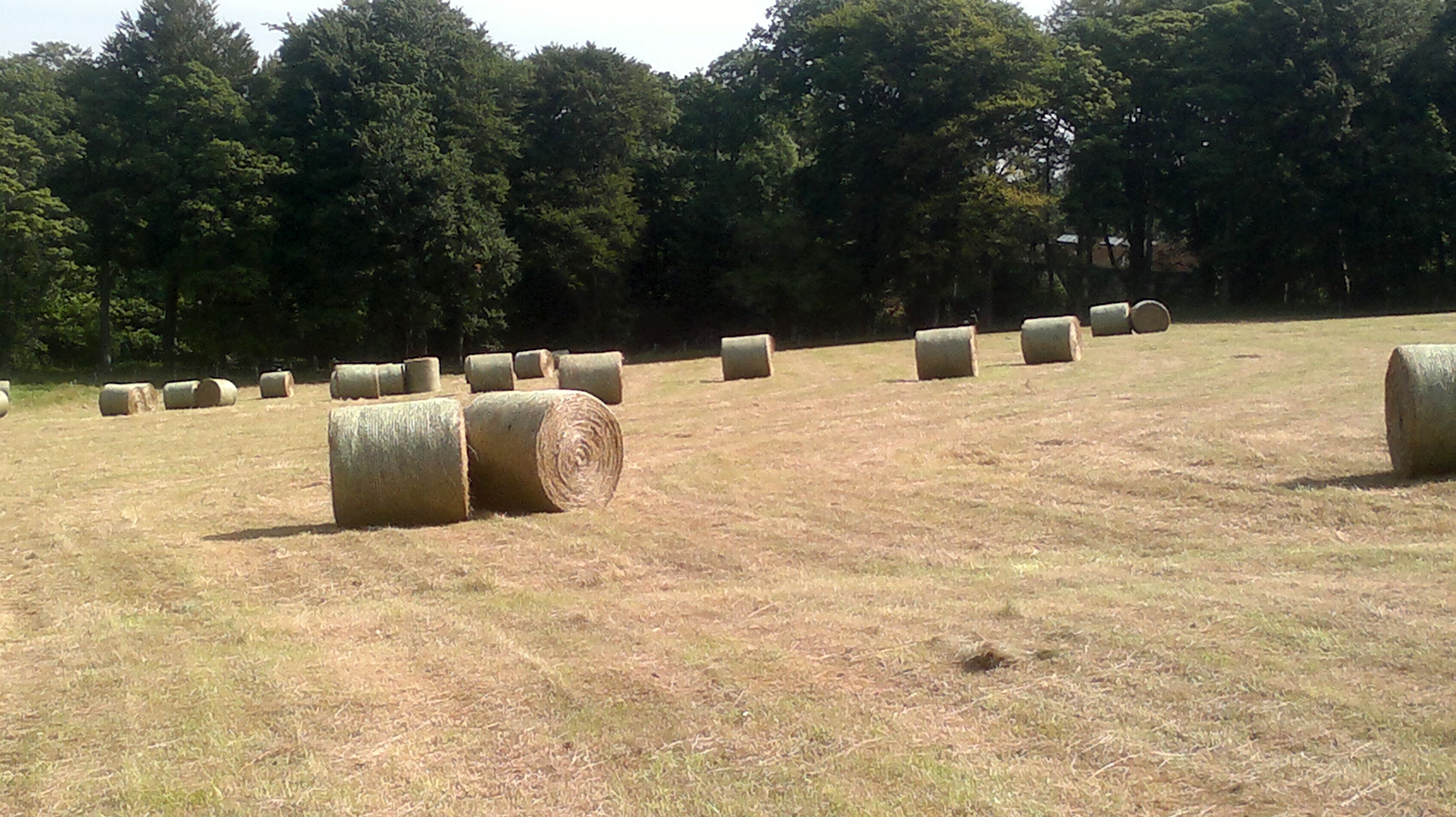 Hay Bales1