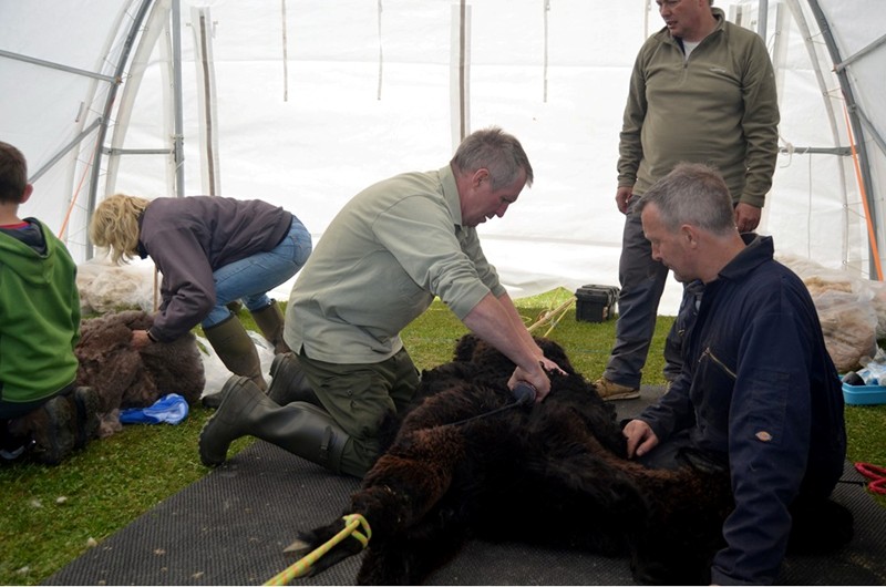 shearing3