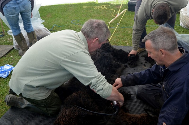 shearing4